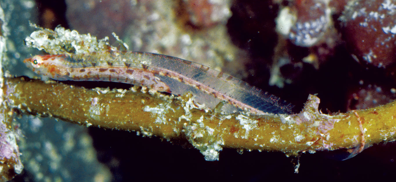 Pretty Pygmy shore-eel