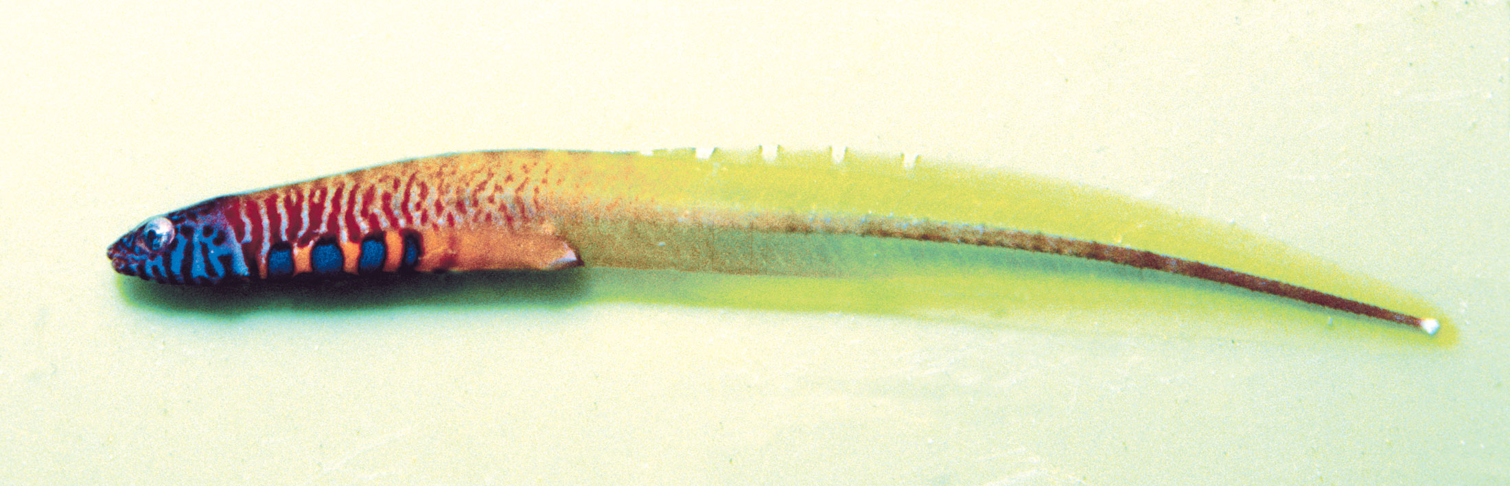 Pretty Pygmy shore-eel