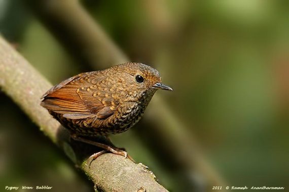 Pygmy wren-babbler