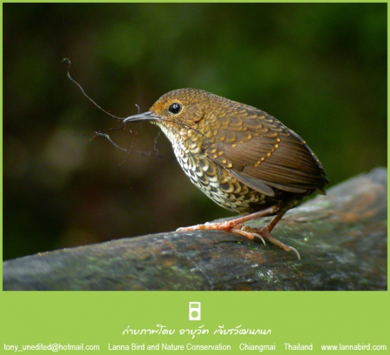 Pretty Pygmy wren-babbler