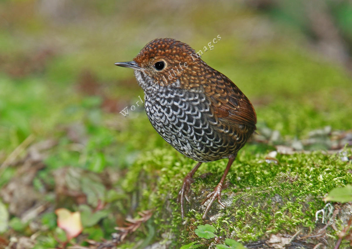 Pretty Pygmy wren-babbler