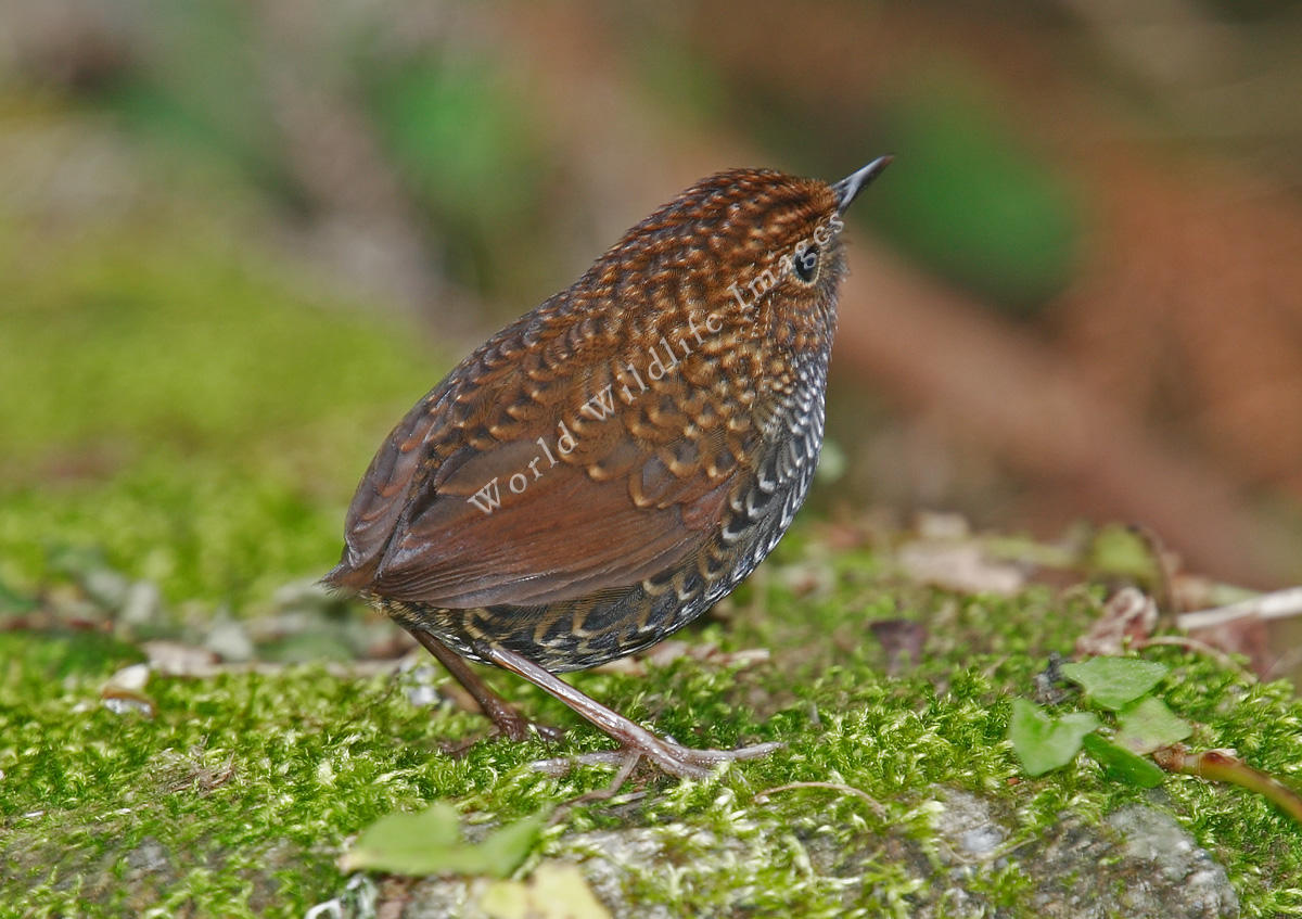 Pretty Pygmy wren-babbler