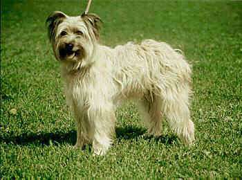Cool Pyrenean Shepherd - Dog Breed