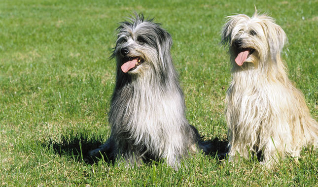 Pretty Pyrenean Shepherd - Dog Breed