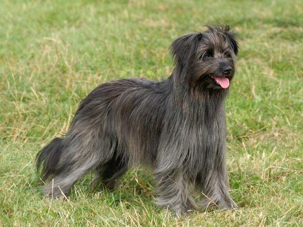 Photo Pyrenean Shepherd - Dog Breed