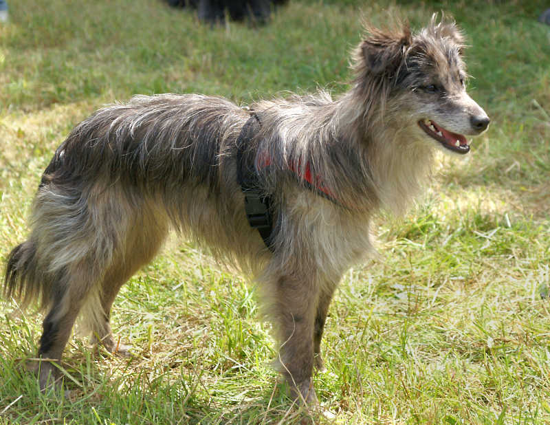 Pyrenean Shepherd - Dog Breed photo 