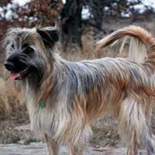 Pyrenean Shepherd - Dog Breed wallpaper