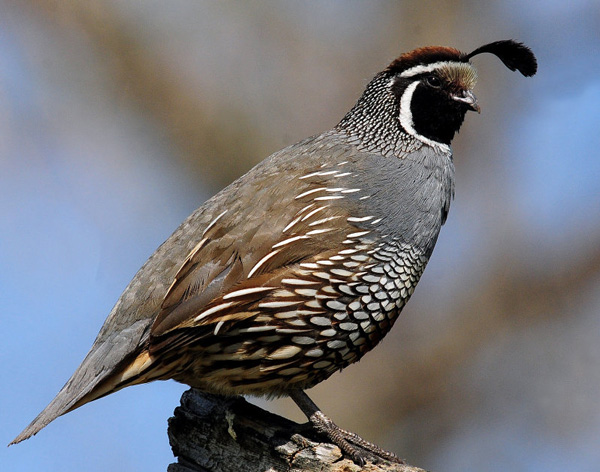 Cool Quail