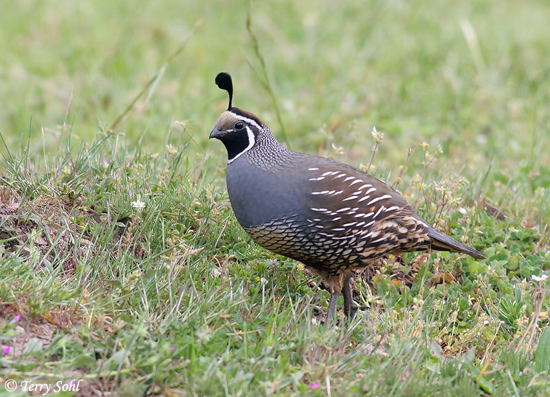 Pretty Quail