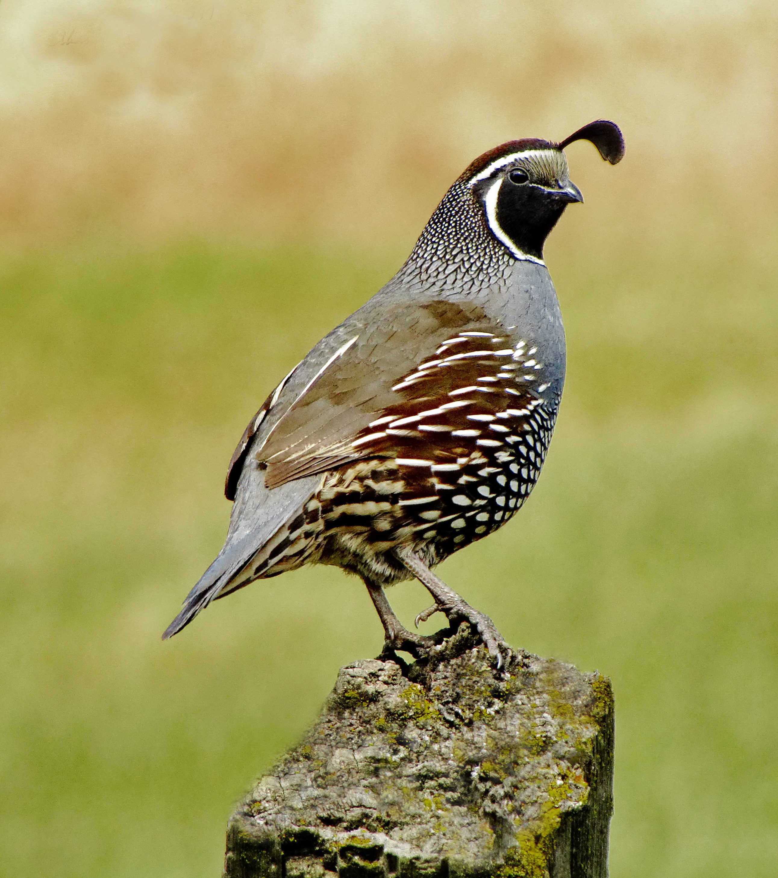 Cute Quail