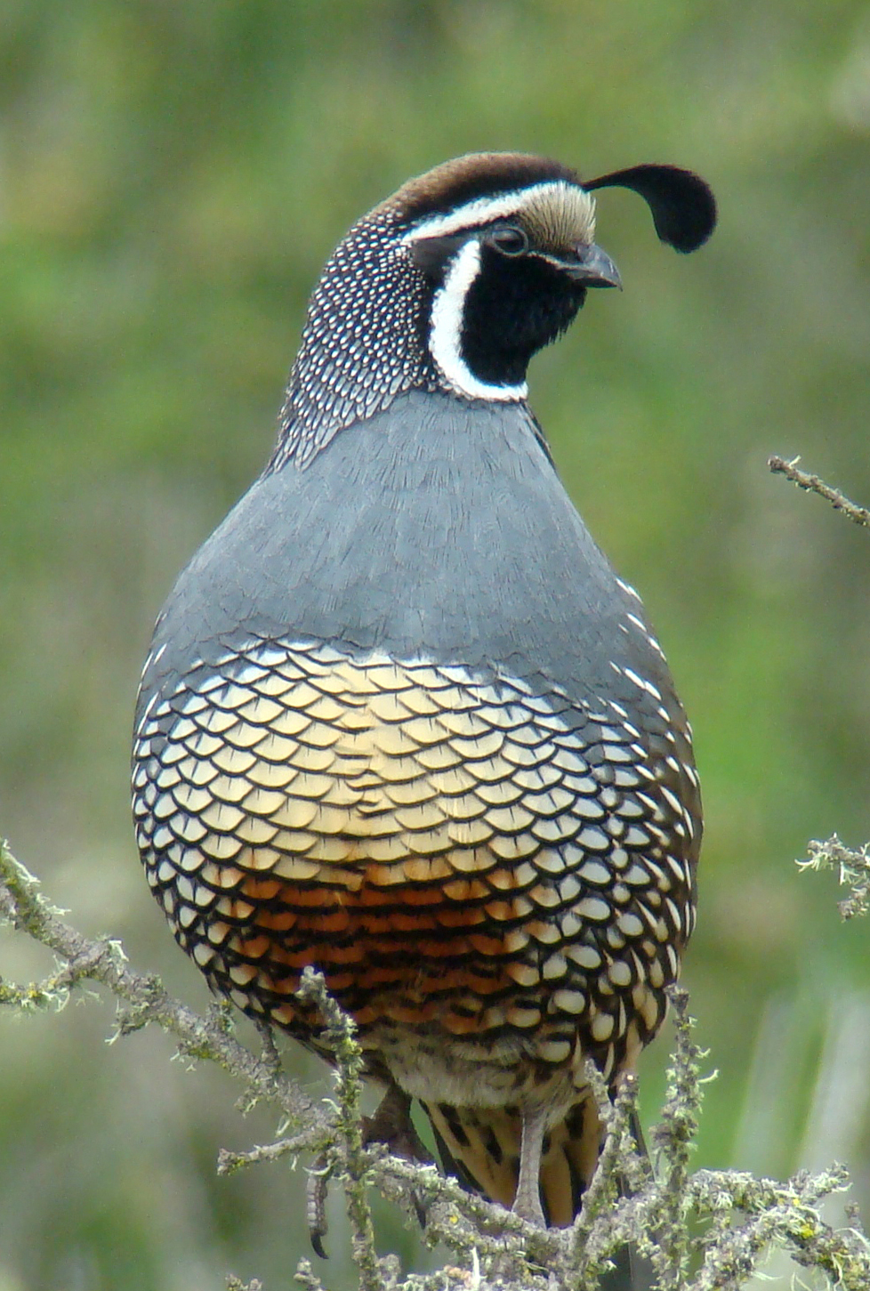Quail wallpaper
