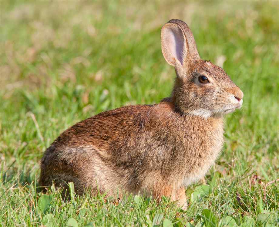 Nice Rabbits, Hares, and Pikas