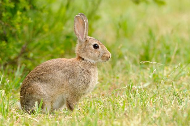 Cool Rabbits, Hares, and Pikas