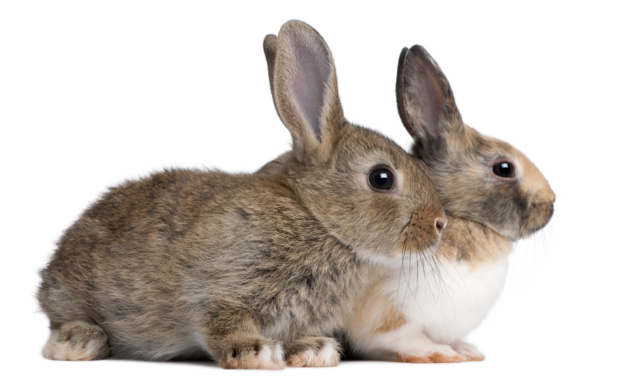 Pretty Rabbits, Hares, and Pikas
