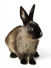 Wallpaper Rabbits, Hares, and Pikas