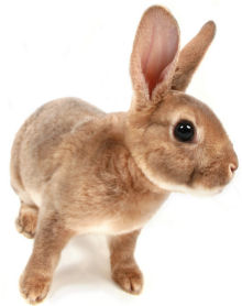 Rabbits, Hares, and Pikas wallpaper