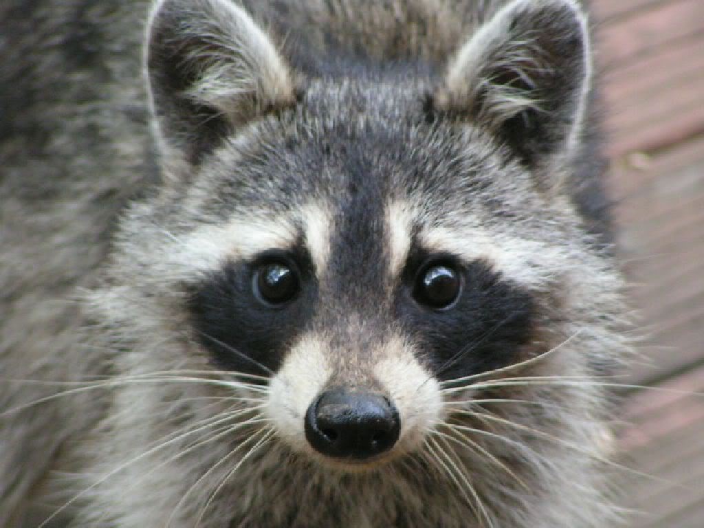 Cute Raccoon