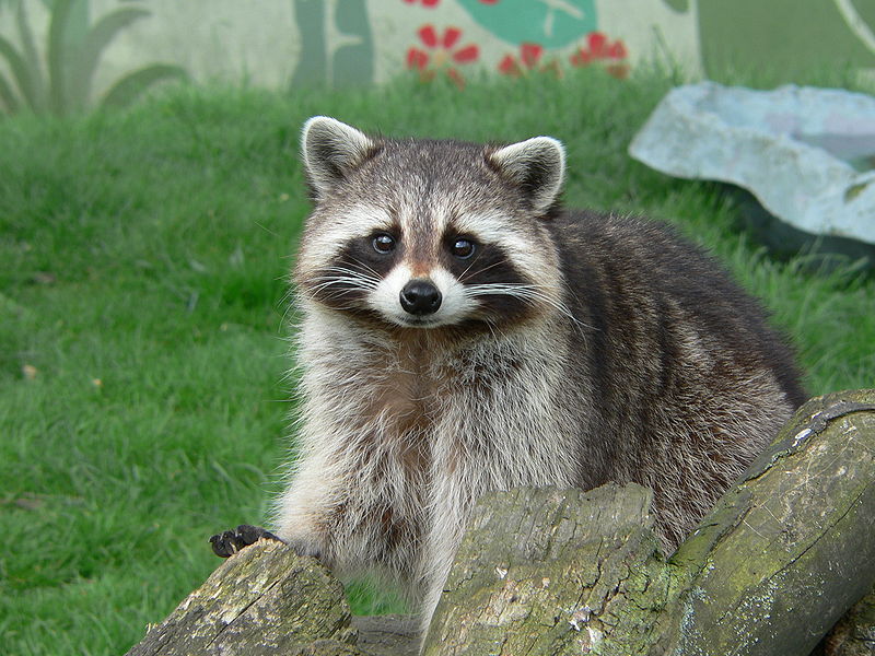 Photo Raccoon