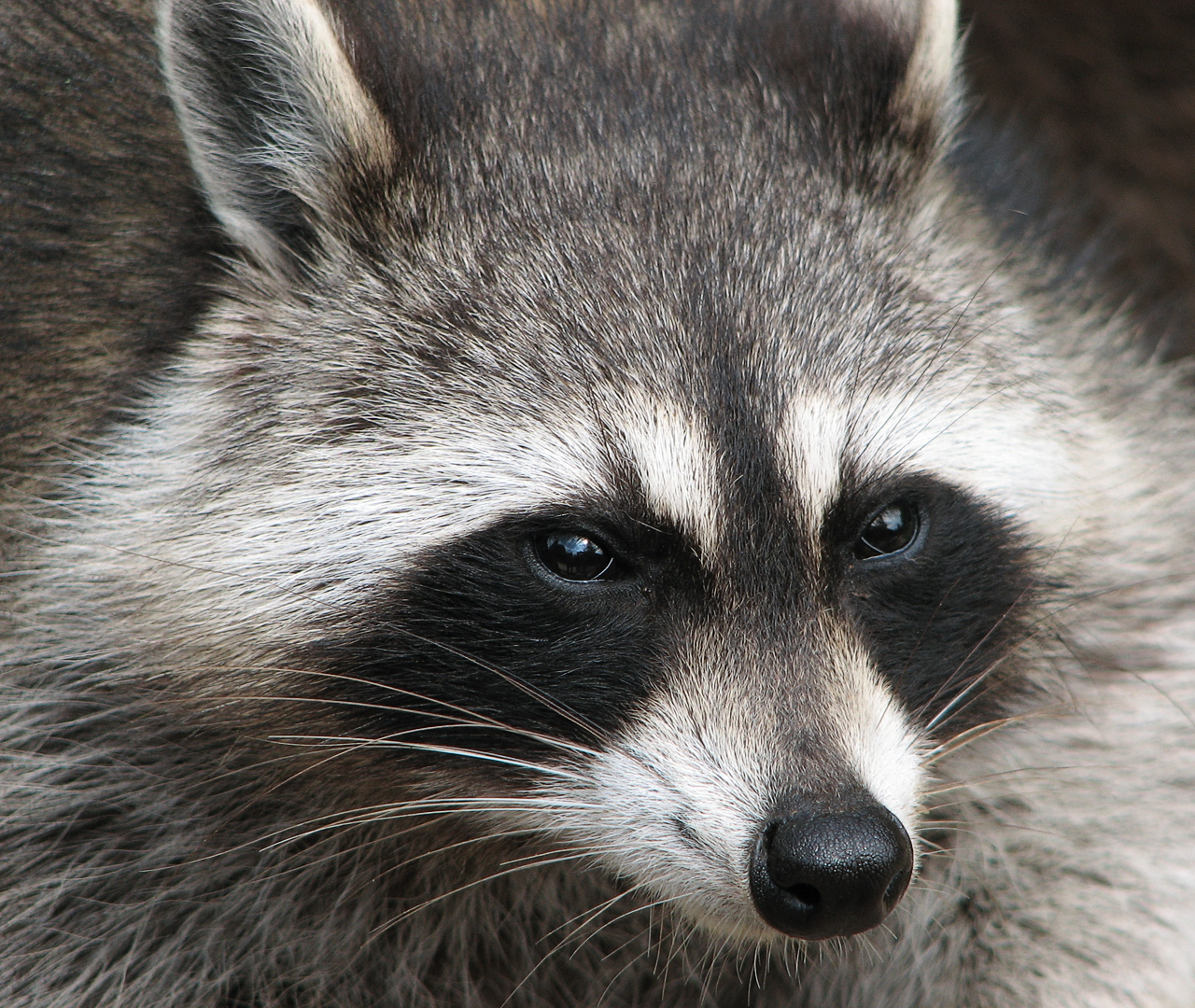 Raccoon photo 