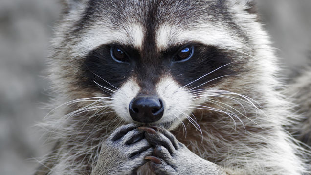 Raccoon wallpaper