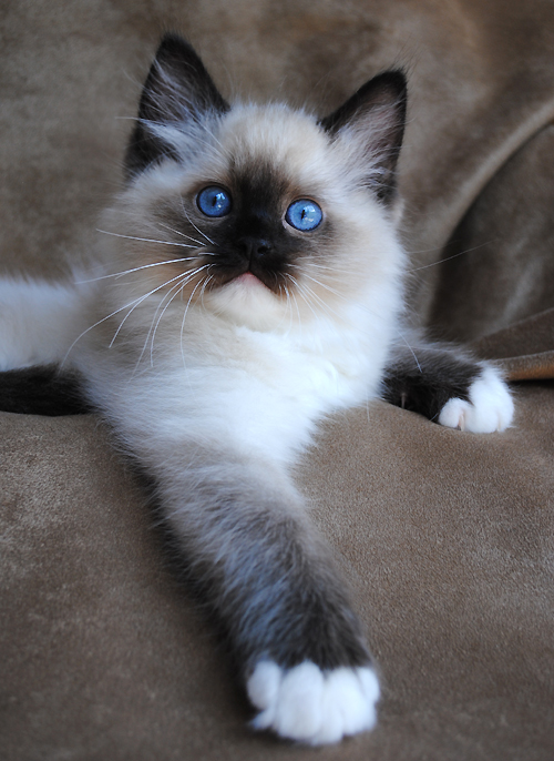 Nice Ragdoll - Cat Breed