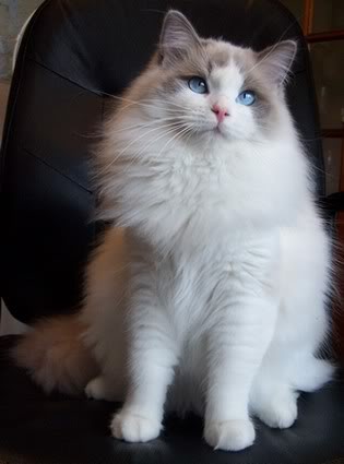 Pretty Ragdoll - Cat Breed