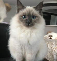 Cute Ragdoll - Cat Breed