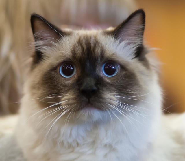 Photo Ragdoll - Cat Breed