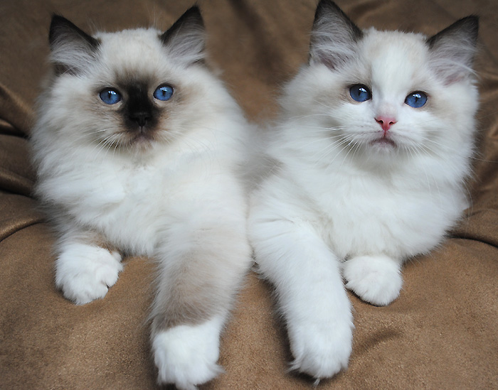 Ragdoll - Cat Breed photo 