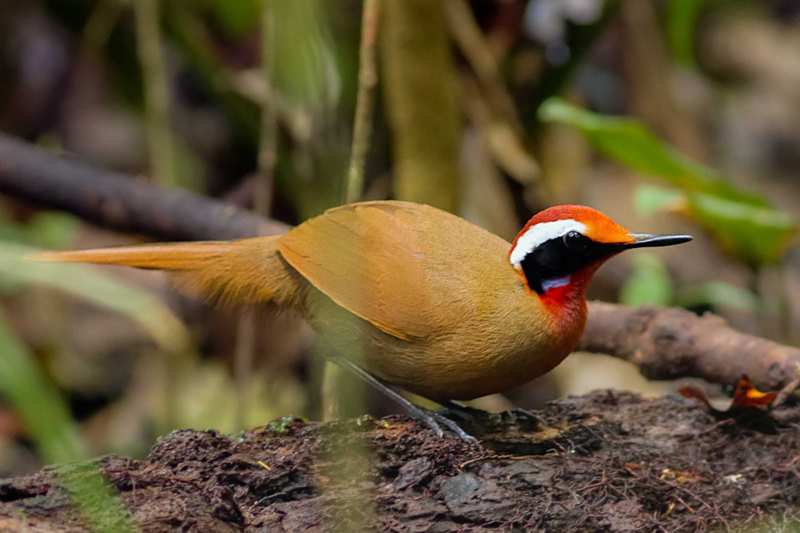 Rail-babbler