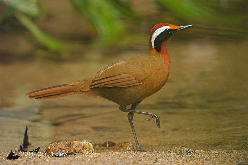 Pretty Rail-babbler