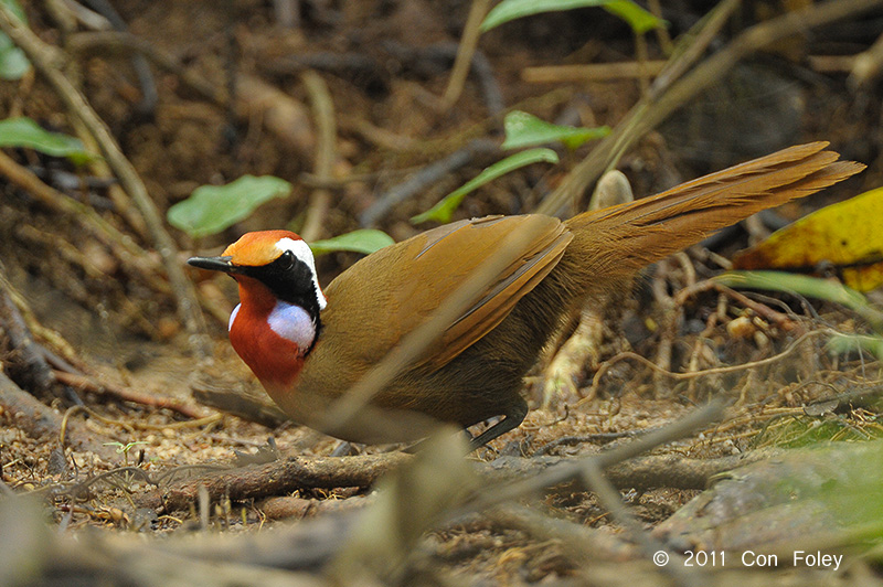 Pretty Rail-babbler