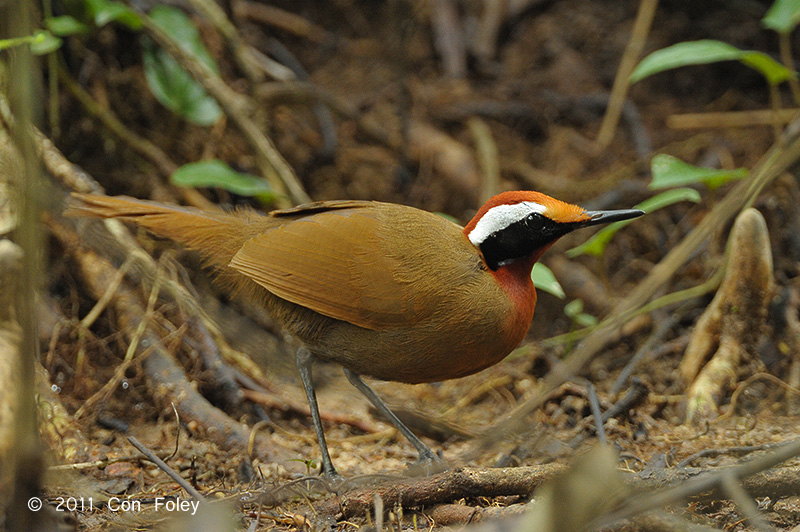 Pretty Rail-babbler