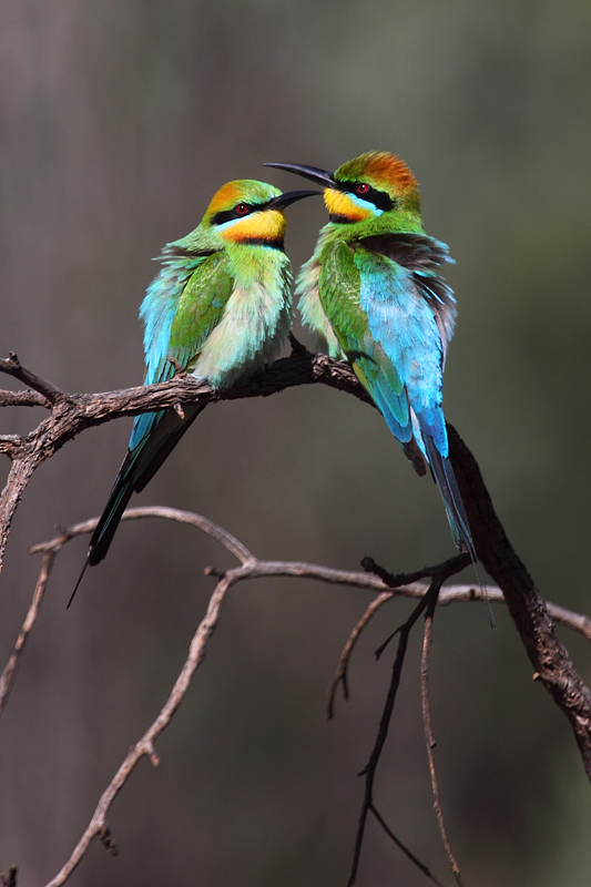 Rainbow bee-eater