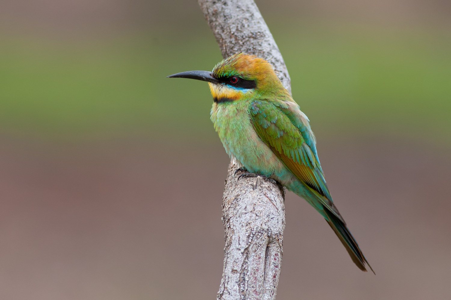 Pretty Rainbow bee-eater