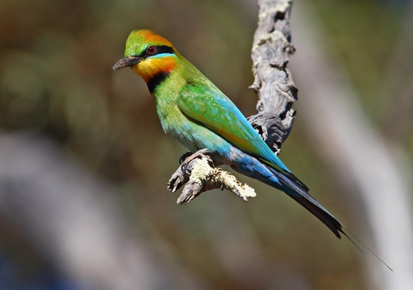 Pretty Rainbow bee-eater