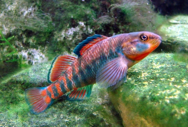 Pretty Rainbow darter