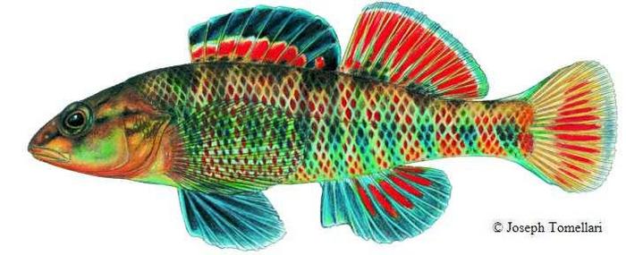 Pretty Rainbow darter