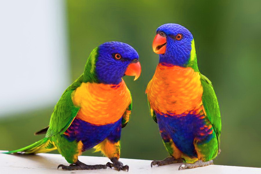 Pretty Rainbow lorikeet
