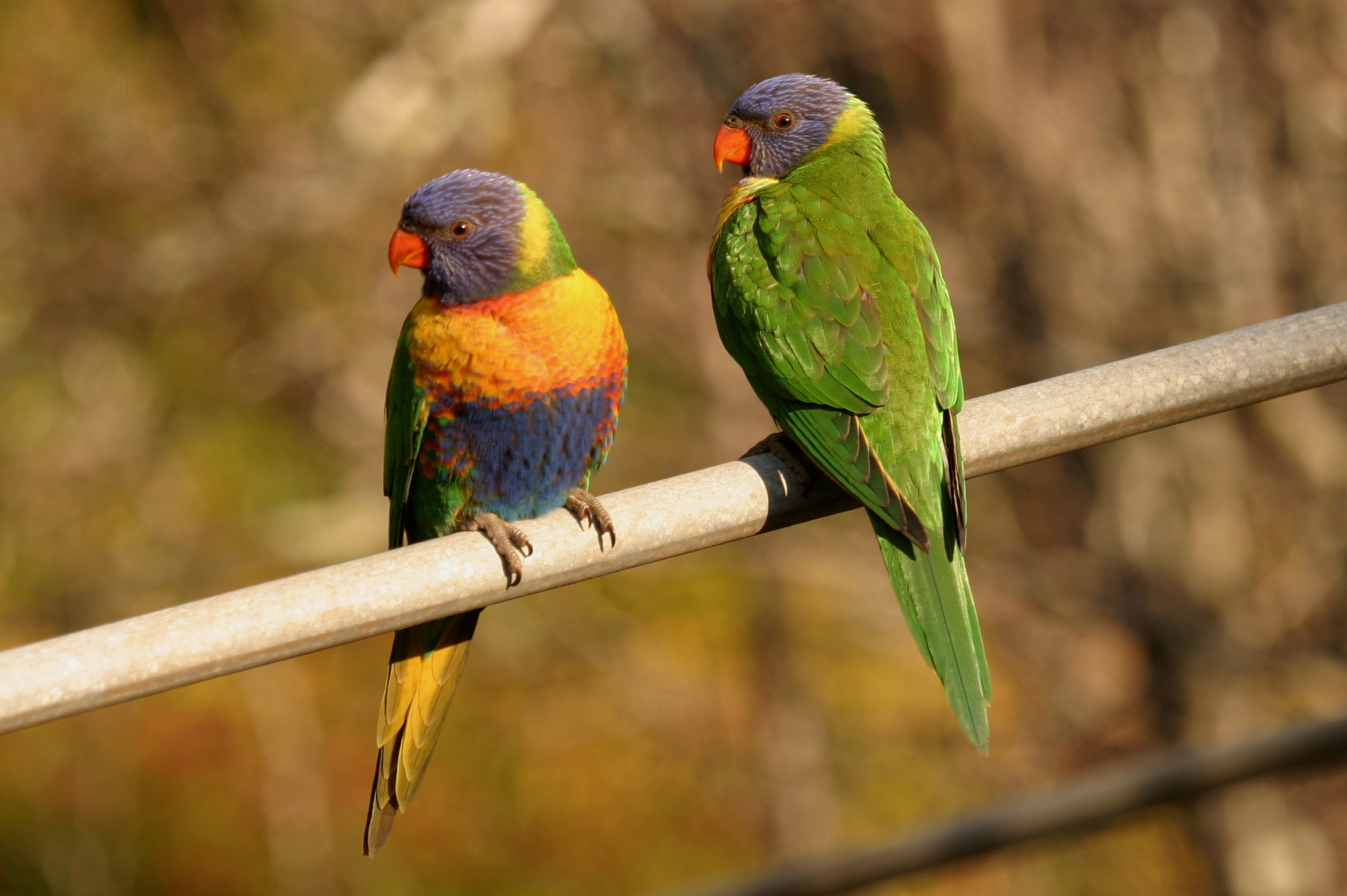 Pretty Rainbow lorikeet
