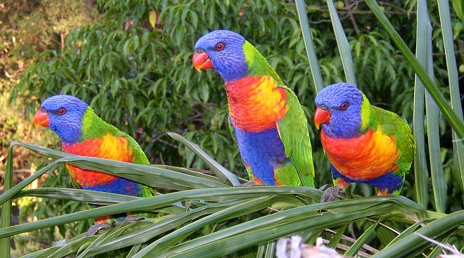 Pretty Rainbow lorikeet