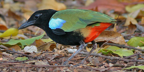 Pretty Rainbow pitta