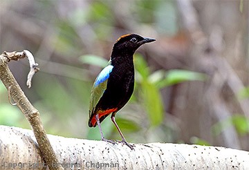 Pretty Rainbow pitta