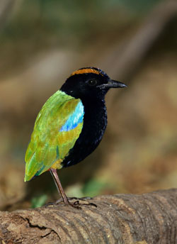 Pretty Rainbow pitta