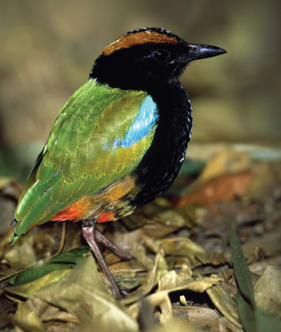 Pretty Rainbow pitta