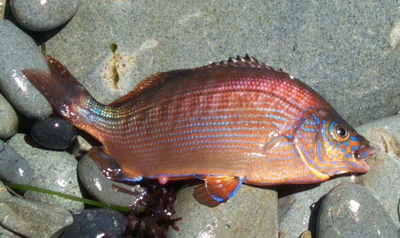 Pretty Rainbow seaperch