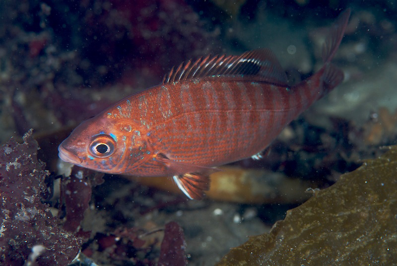 Pretty Rainbow seaperch