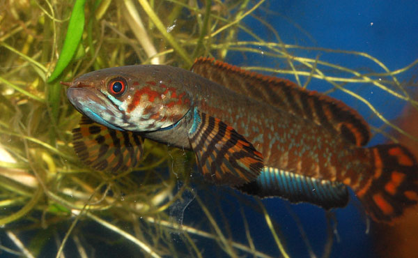 Rainbow snakehead