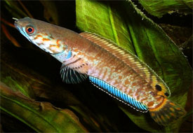 Pretty Rainbow snakehead