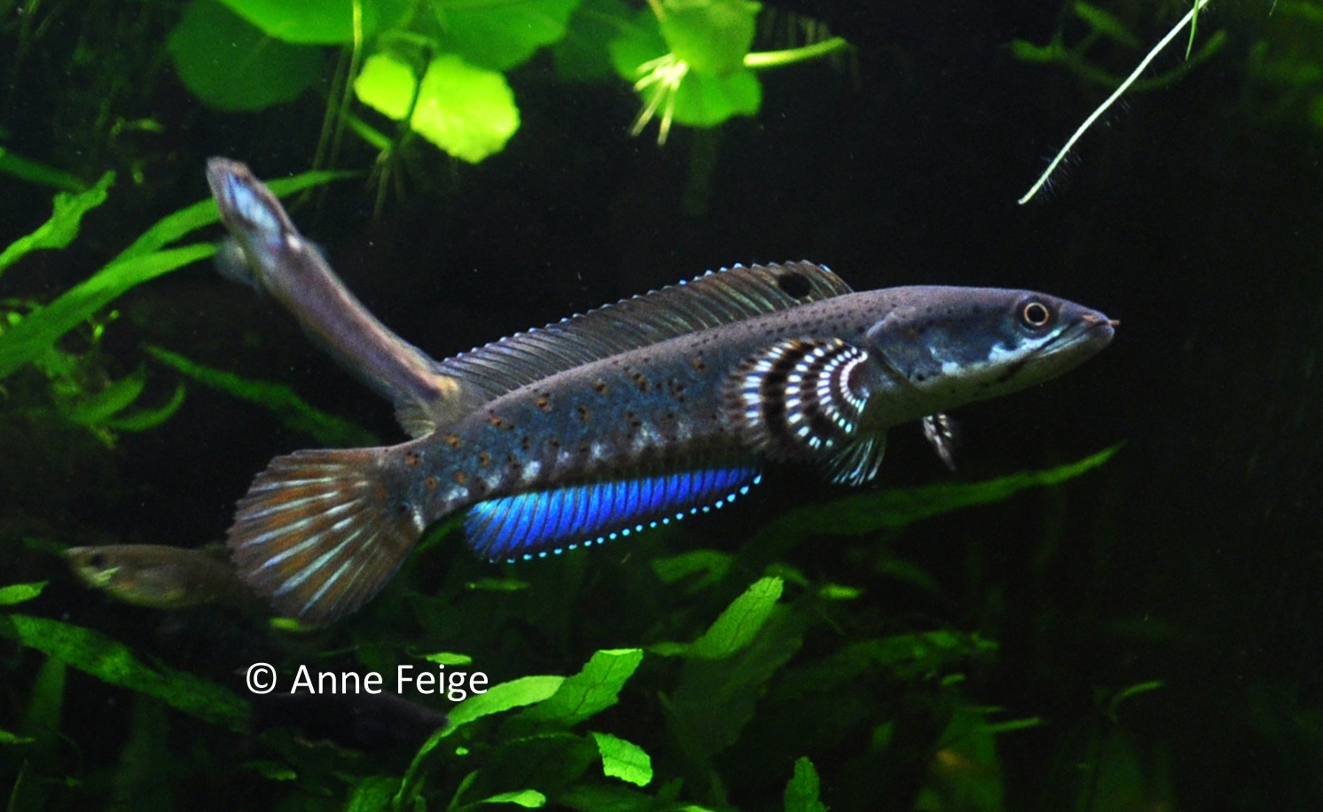 Pretty Rainbow snakehead